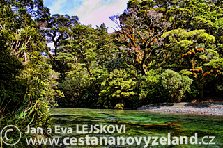 Novy-Zeland-Fiordland-Nature-Walk.jpg