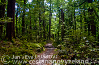 Novy-Zeland-Glenorchy-Rees-Dart-cesta-bu