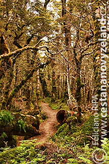 Novy-Zeland-Kepler-Track-bush.jpg