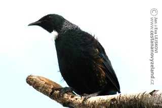 Novy-Zeland-Tui-zpevny.jpg