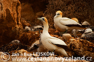 Novy-Zeland-cestovani-na-Novem-Zelandu-C