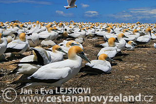 Novy-Zeland-cestovani-na-Novem-Zelandu-C