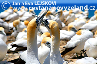 Novy-Zeland-cestovani-na-Novem-Zelandu-C