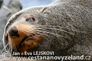 Novy-Zeland-cestovani-na-Novem-Zelandu-C