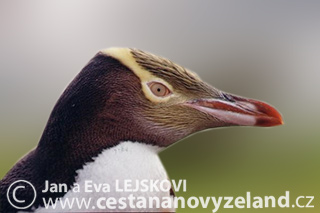 Novy-Zeland-cestovani-na-Novem-Zelandu-C