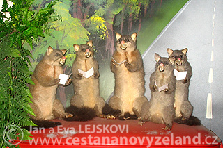 Novy-Zeland-cestovani-na-Novem-Zelandu-N