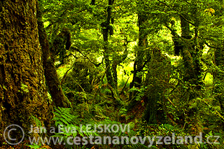 Novy-Zeland-cestovani-na-Novem-Zelandu-N