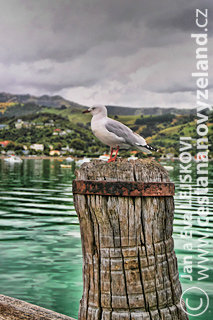 Novy-Zeland-cestovani-na-Novem-Zelandu-p