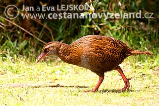 Novy-Zeland-chrastal-weka.jpg