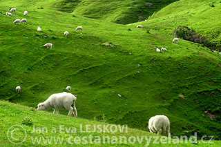 Novy-Zeland-export-ovci-vlny.jpg