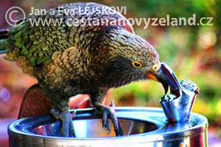 Novy-Zeland-horsky-papousek-kea.jpg