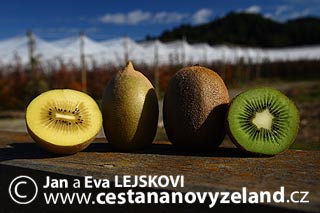 Novy-Zeland-kiwi-a-zlate-kiwi.jpg