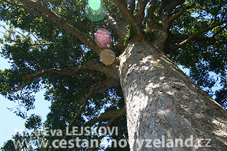 Novy-Zeland-obri-stromy-kauri-v-Northlan