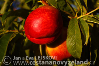 Novy-Zeland-pestovani-a-export-ovoce.jpg