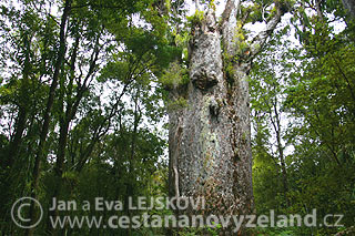Novy-Zeland-prastare-stromy-kauri.jpg