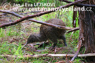 Novy-Zeland-ptak-kiwi-je-ikonou-Noveho-Z