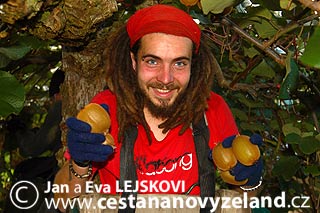 Novy-Zeland-sbirani-zeleneho-kiwi-na-Nov