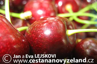 Novy-Zeland-sezonni-prace-na-Novem-Zelan
