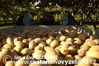Novy-Zeland-sezonni-prace-na-kiwi-farme-