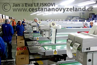 Novy-Zeland-sezonni-prace-v-balirnach-ov
