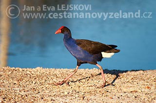 Novy-Zeland-slipka-modra-Pukeko.jpg
