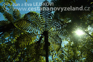 Novy-Zeland-stromove-kapradiny-jsou-proN