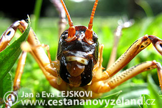 Novy-Zeland-weta-je-nejvetsim-hmyzem-na-
