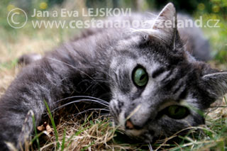Novy-Zeland-zdivocela-domaci-zvirata-se-