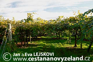 Novy-Zeland-zpusob-pestovani-kiwi-na-Nov
