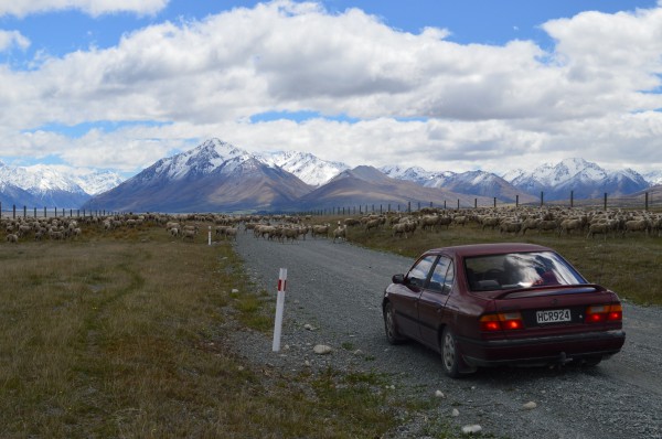 NissanPrimera_Kohoutova_04.JPG