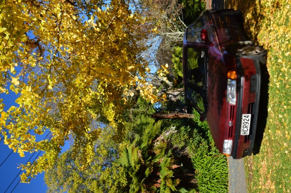 NissanPrimera_kohoutova_03.JPG